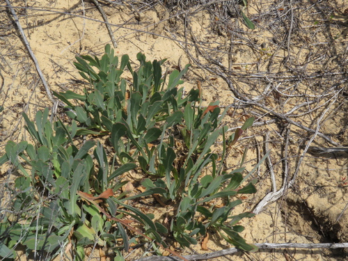 Othonna ciliata