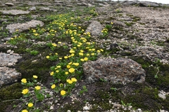 Ranunculus altaicus