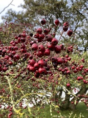 Crataegus