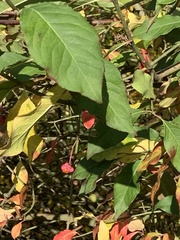 Euonymus europaeus