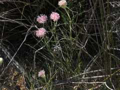 Serruria linearis