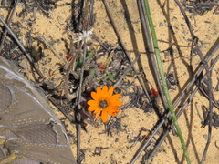 Arctotis breviscapa