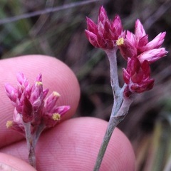 Pseudognaphalium roseum
