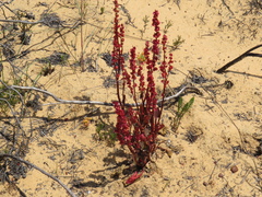 Rumex cordatus