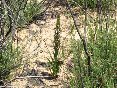 Image of Disa Aemula (Disa aemula) by (c) Jeremy Gilmore, some rights reserved (CC BY)
