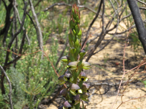 Image of Disa Aemula (Disa aemula) by (c) Jeremy Gilmore, some rights reserved (CC BY)