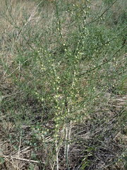 Asparagus burjaticus