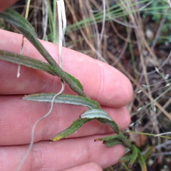 Pseudognaphalium roseum