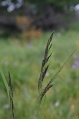 Calamagrostis purpurea