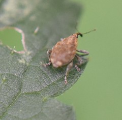 Parethelcus pollinarius