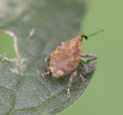 Parethelcus pollinarius