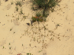 Adenogramma rigida