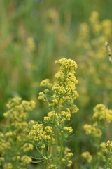 Galium densiflorum