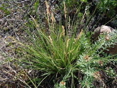 Festuca sibirica