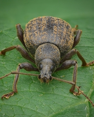 Otiorhynchus aurifer