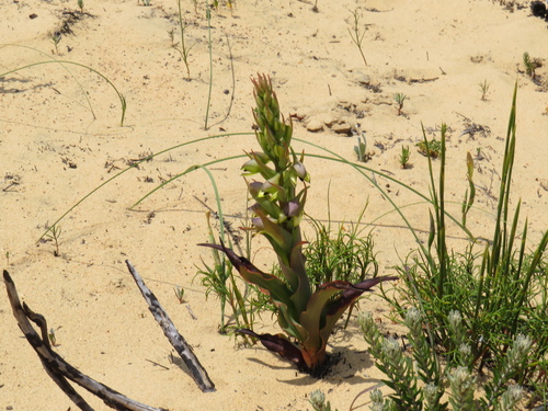 Image of Disa Aemula (Disa aemula) by (c) Jeremy Gilmore, some rights reserved (CC BY)