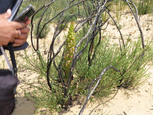 Image of Disa Aemula (Disa aemula) by (c) Jeremy Gilmore, some rights reserved (CC BY)
