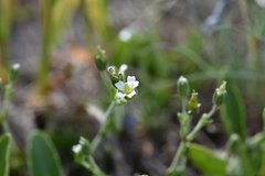 Cherleria biflora