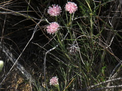 Serruria linearis