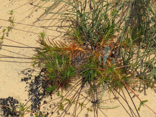Image of Wire Muggiegrass (Adenogramma rigida) by (c) Jeremy Gilmore, some rights reserved (CC BY)