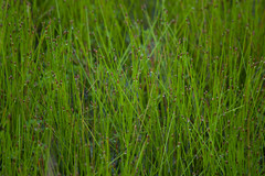 Eleocharis ovata