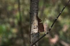 Vuilleminia comedens