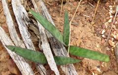 Ledebouria ovalifolia