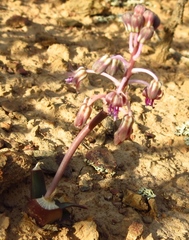 Ledebouria ovalifolia