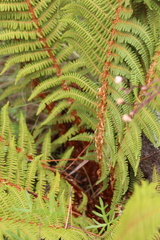 Polystichum speciosissimum