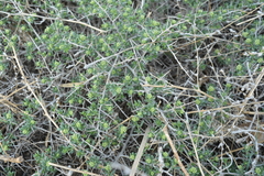 Nitraria sibirica