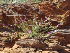 Polygala rehmannii