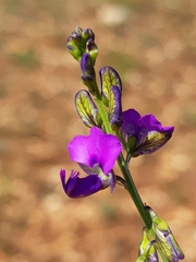 Polygala rehmannii