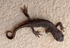 Triturus ivanbureschi