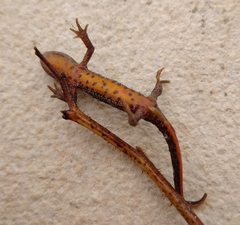 Triturus ivanbureschi