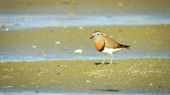 Charadrius modestus
