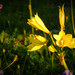 Zephyranthes bagnoldii - Photo (c) Nico, μερικά δικαιώματα διατηρούνται (CC BY-NC), uploaded by Nico