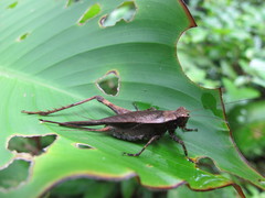 Eneoptera guyanensis