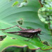 Eneoptera guyanensis - Photo (c) Jason J. Dombroskie, algunos derechos reservados (CC BY-NC), subido por Jason J. Dombroskie
