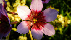 Leucocoryne purpurea