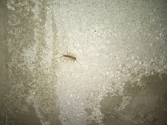 Scutigera coleoptrata