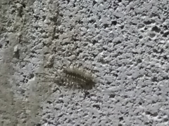 Scutigera coleoptrata