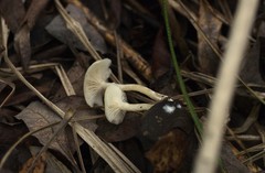 Clitocybe amarescens