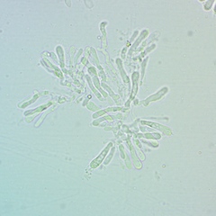 Clitocybe amarescens