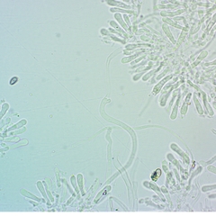 Clitocybe amarescens