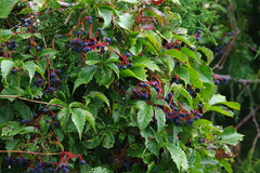 Parthenocissus quinquefolia