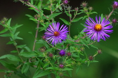 Symphyotrichum novae-angliae