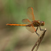 Golden-winged Skimmer - Photo (c) Mike Ostrowski, some rights reserved (CC BY-SA)