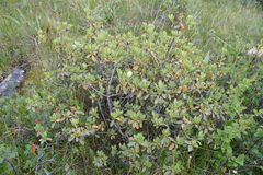 Rhododendron parvifolium