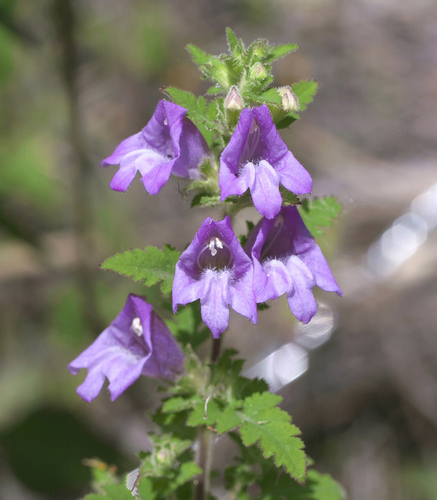 Phtheirospermum japonicum (Thunb.) Kanitz