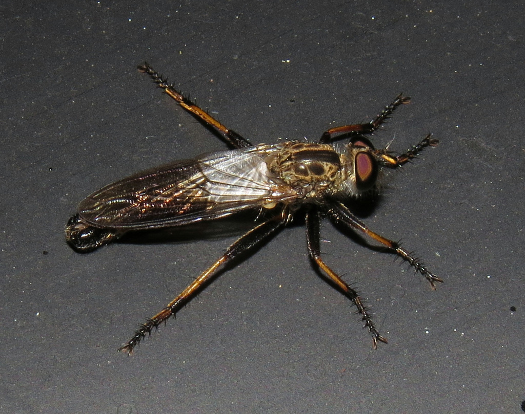 Broad-winged Bladetail